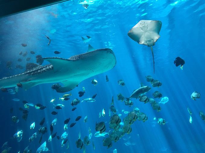 水族館,水族館濾料